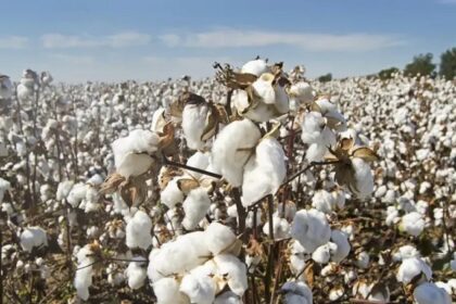 cotton_pakistan