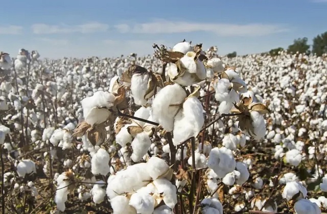 cotton_pakistan