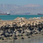 hormuz.bj