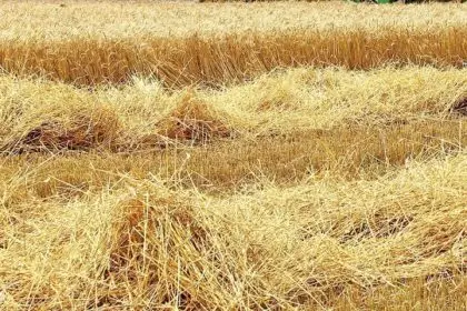 wheat_waste