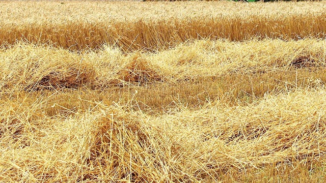 wheat_waste