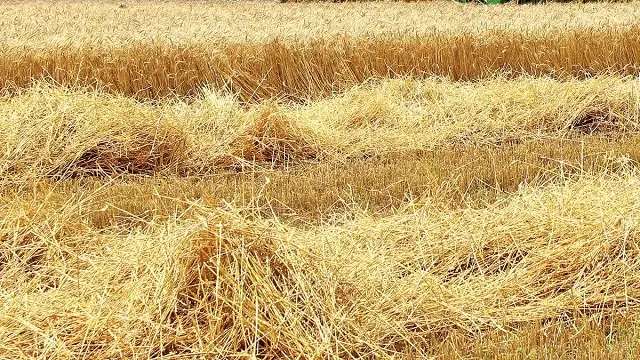 wheat_waste