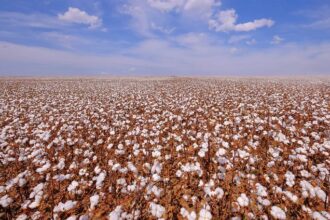 cotton_brazil