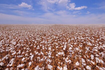 cotton_brazil