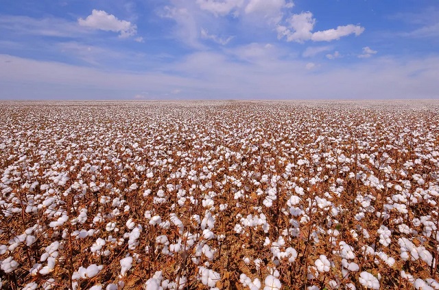 cotton_brazil