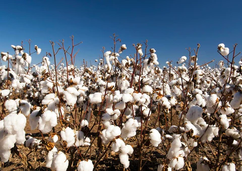 cotton_india