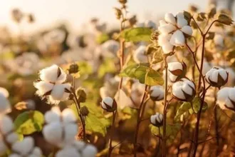 New ICAC tool calculates carbon footprint of cotton production