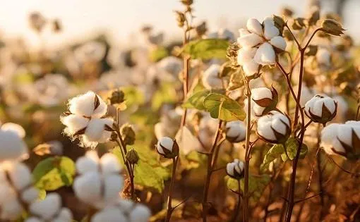 New ICAC tool calculates carbon footprint of cotton production