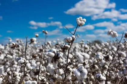 U.S. AGRICULTURE DEPT: Global cotton production, trade set to rise in 2025-26