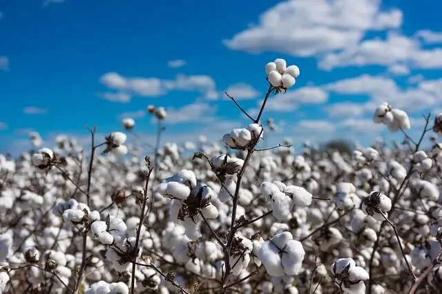 U.S. AGRICULTURE DEPT: Global cotton production, trade set to rise in 2025-26