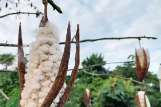 Is Kapok A Viable Fibre For Circular Apparel?