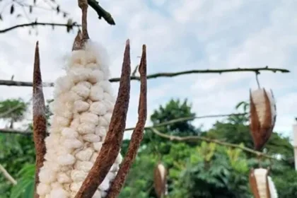 Is Kapok A Viable Fibre For Circular Apparel?