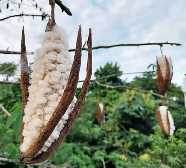 Is Kapok A Viable Fibre For Circular Apparel?