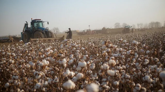 Azerbaijan’s_Cotton