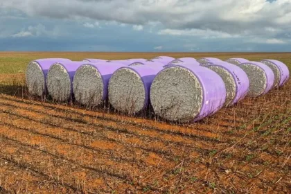 Technology and Rain-Fed Farming: Brazil’s Cotton Revolution