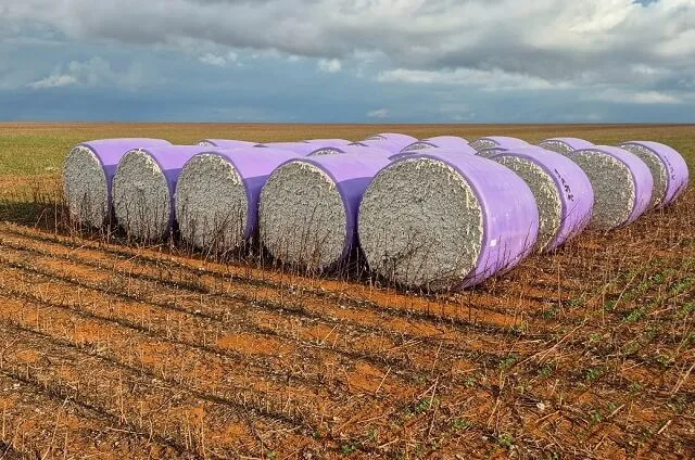 Technology and Rain-Fed Farming: Brazil’s Cotton Revolution