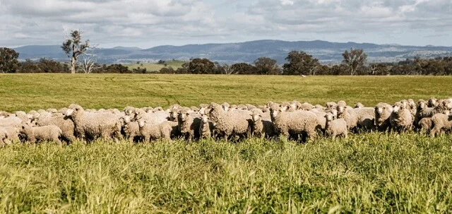 Australian Wool