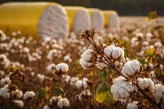 cotton industry