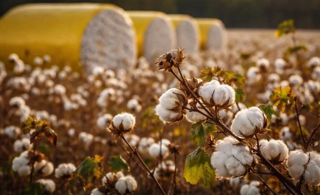 cotton industry