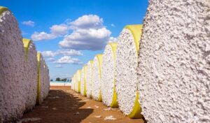 U.S. Cotton Data Points to Farms as Key Sustainability Lever