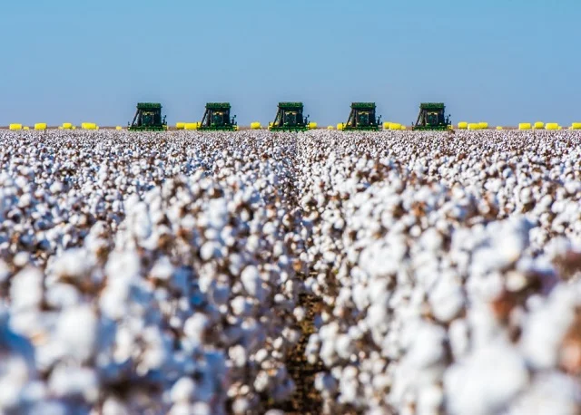 U.S. Cotton Data Points to Farms as Key Sustainability Lever
