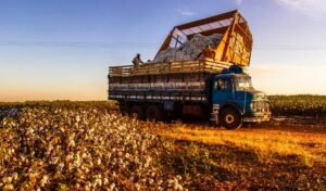 U.S. Cotton Data Points to Farms as Key Sustainability Lever