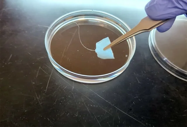 Synthetic Biology Breakthrough Offers Recyclable Alternative to Polyester Textiles