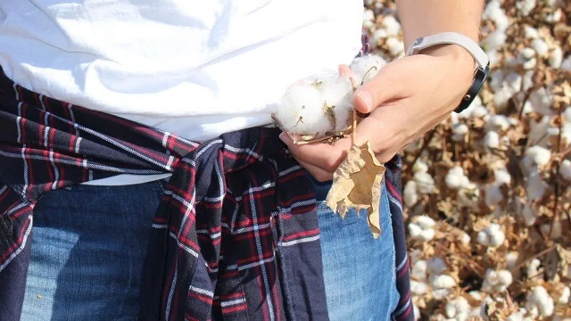 Gap Hits Cotton Goal, Advances Polyester Push